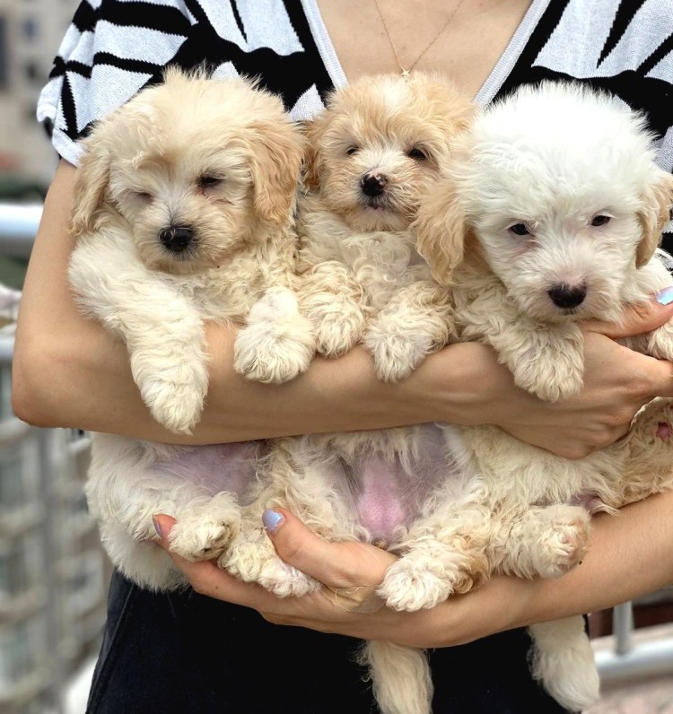 Порода собак мультипунт