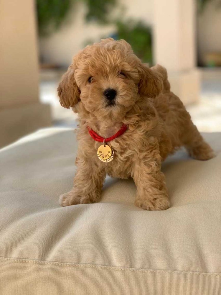 Порода собак Мульти ПУ