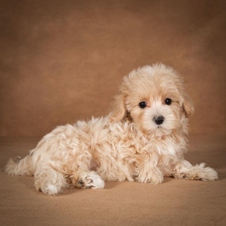 Мальтипу Купер