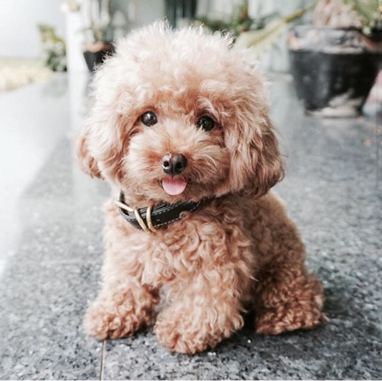 Собачки мальтипу