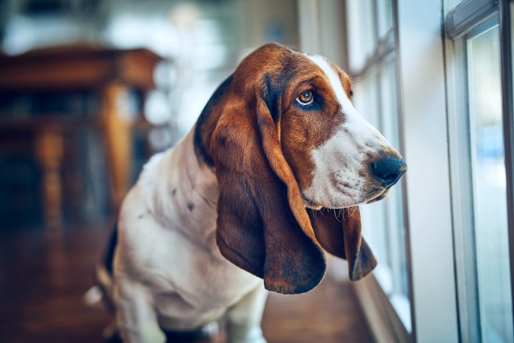 Комнатные обои с собаками