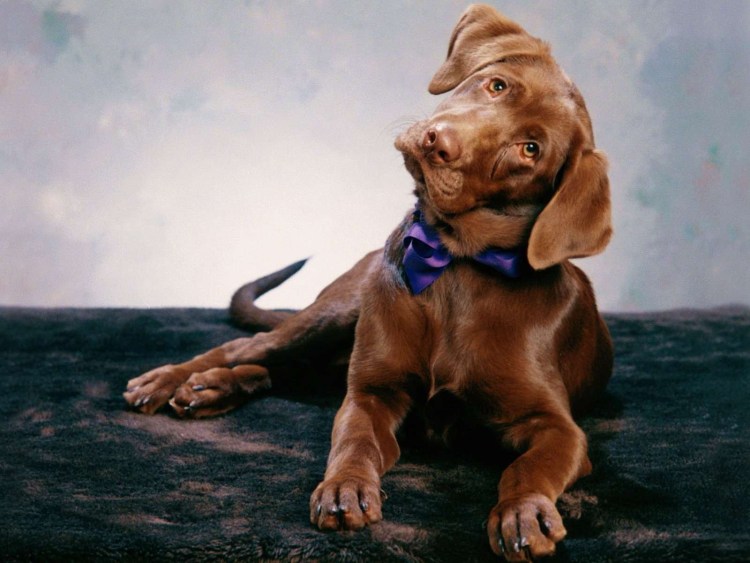 Вермеер на картине собака