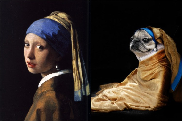 Легавая Курцхаар