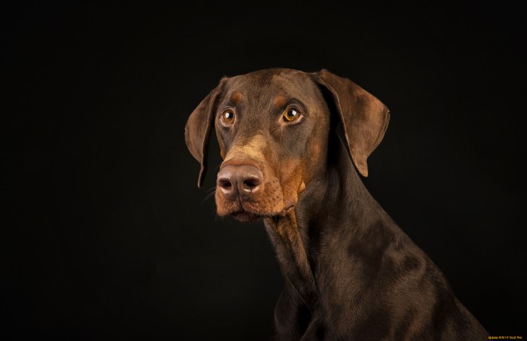 Бассет хаунд в машине