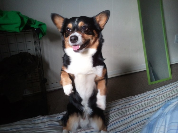 Метис корги и таксы