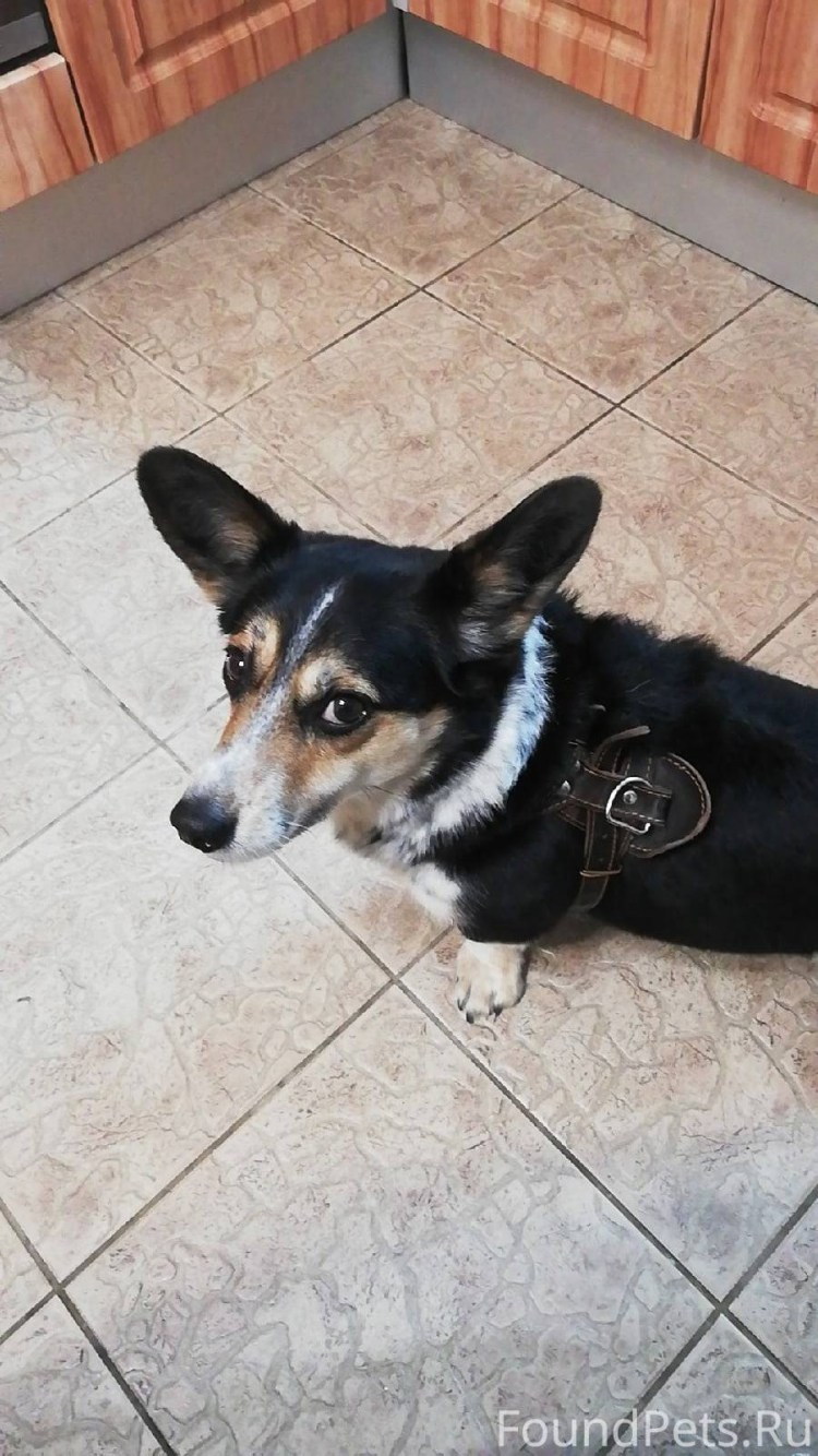 Метис таксы и добермана