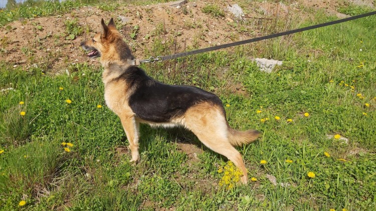 Метис хаски и добермана