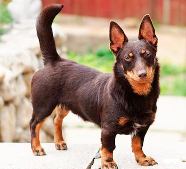 Доберман и хаски