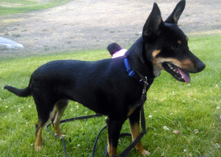 Метис вельш корги кардиган