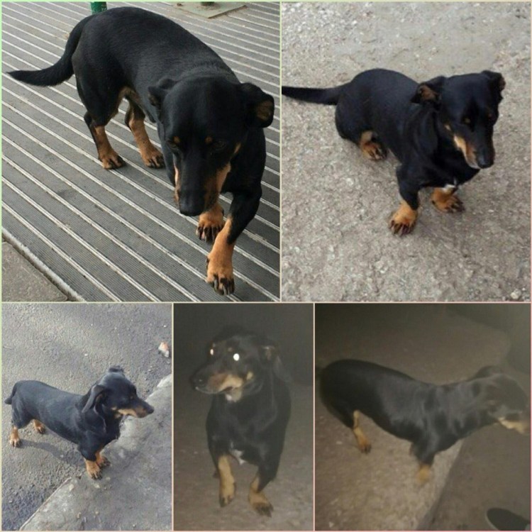 Бигль и ротвейлер