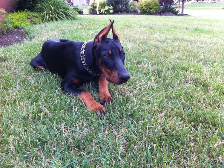 Метис таксы