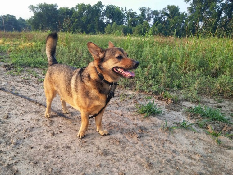 Собаки в дар в Твери