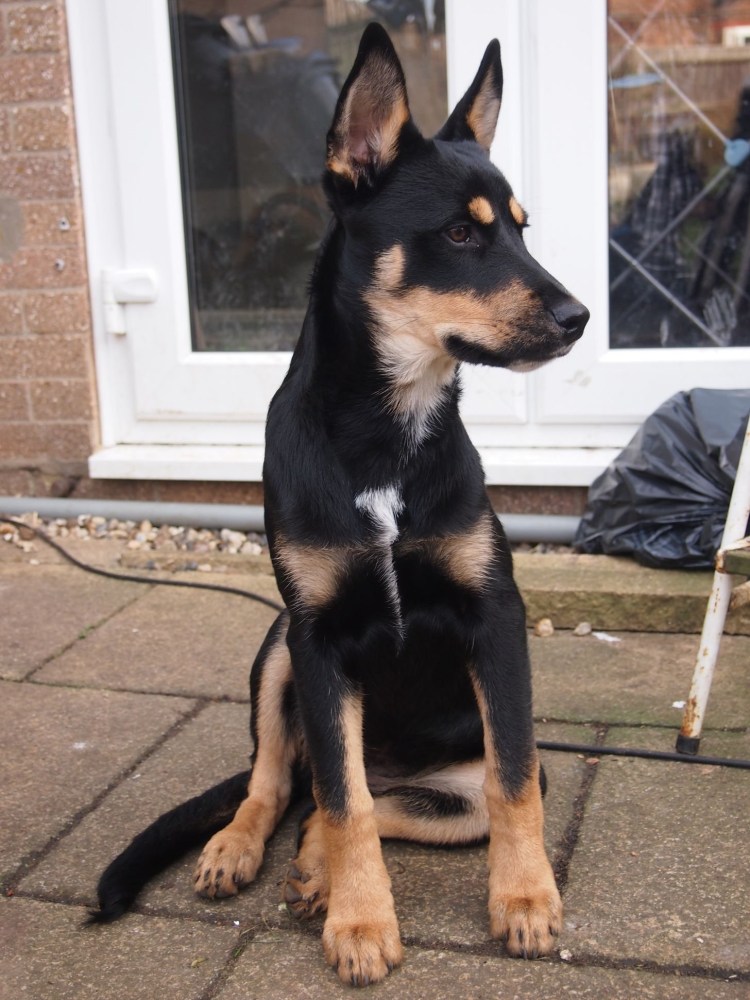 Бультерьер и такса смесь