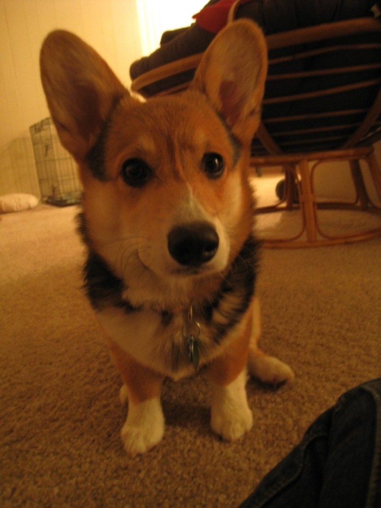 Доберман лает