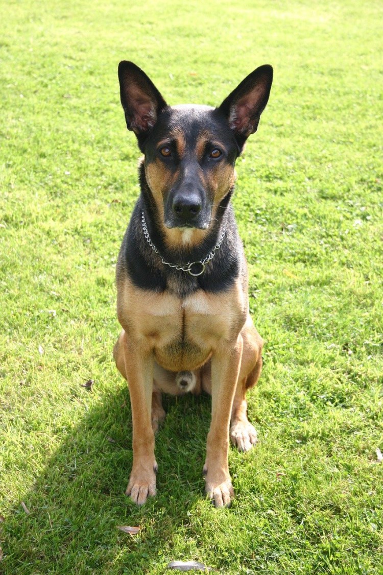 Метис корги и Доберман