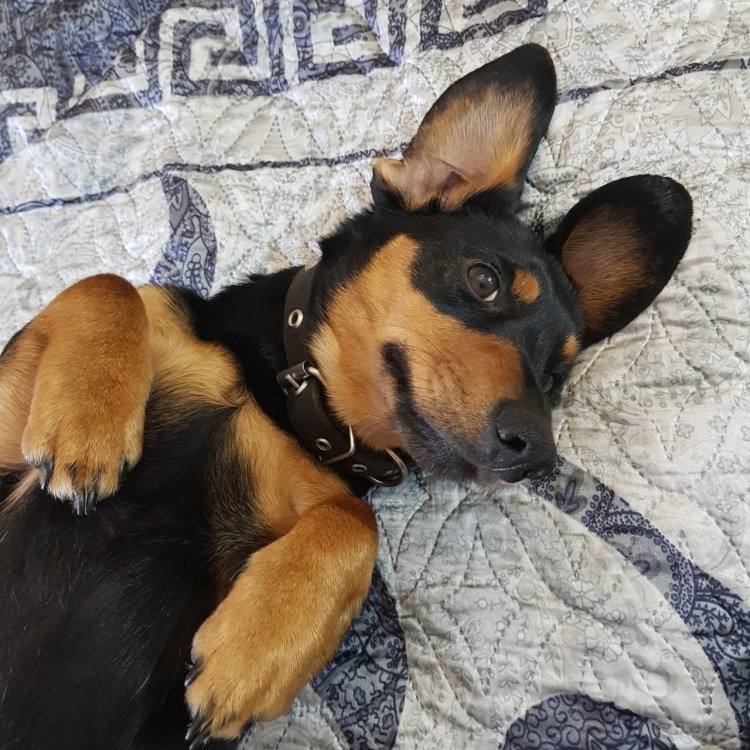 Смесь бордер колли и корги