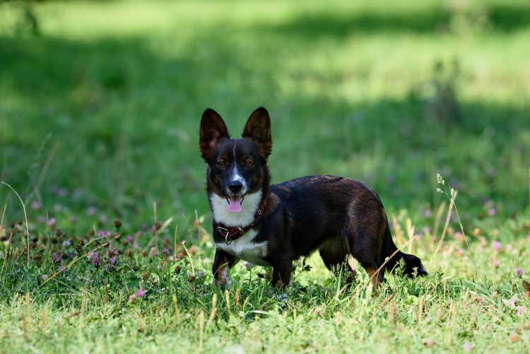 Метис корги и Доберман
