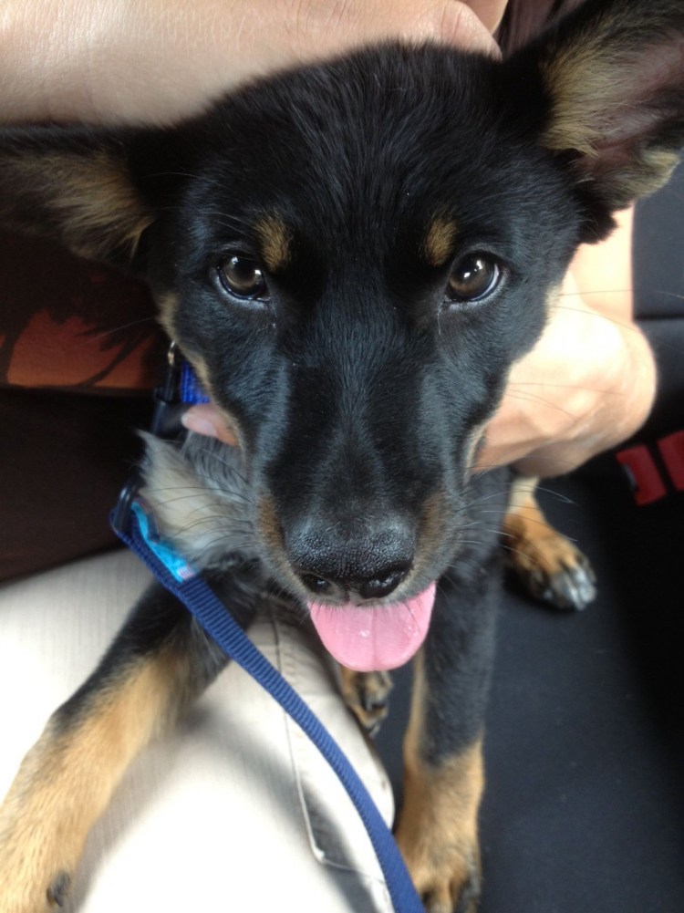 Джек Доберман