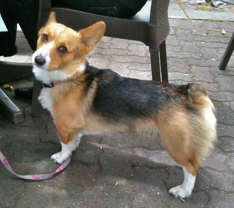 Доберман с рогами