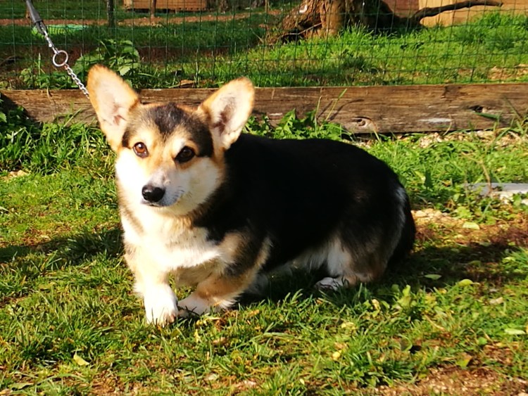 Ланкаширский Хилер собака