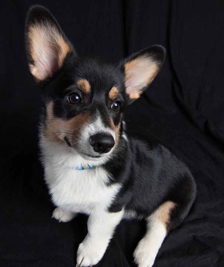 Длинношерстный Доберман