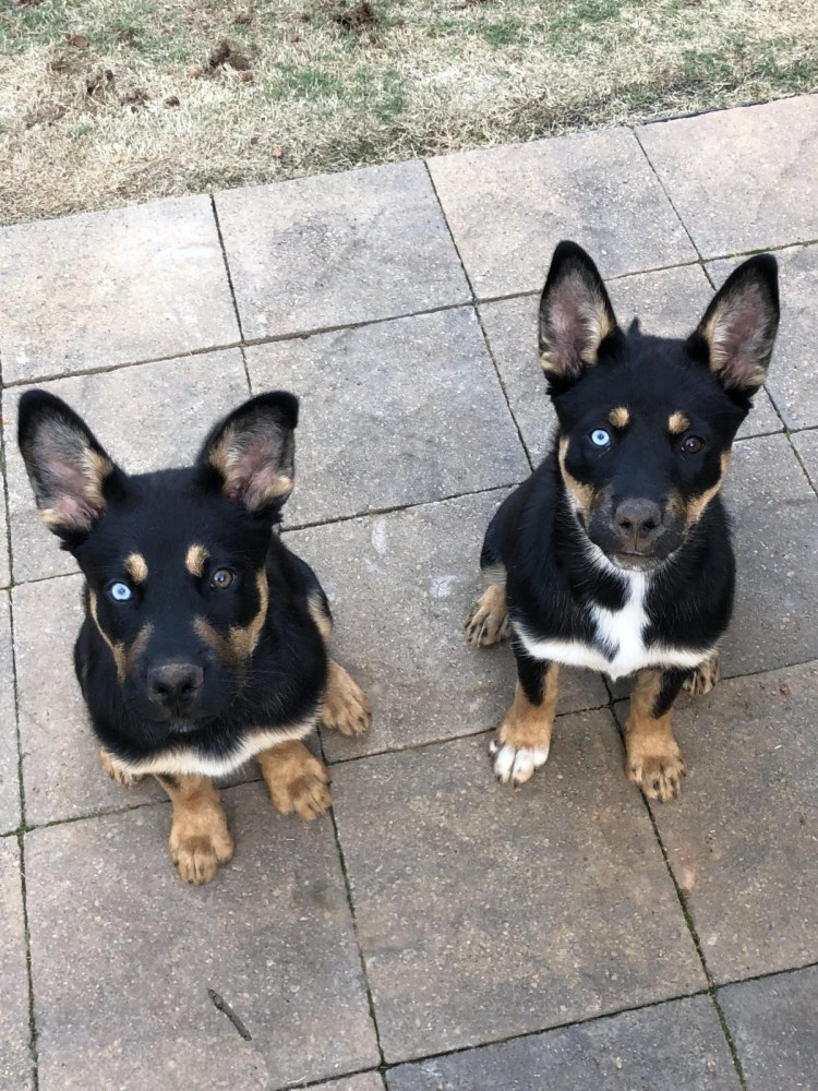 Смесь корги и пинчера