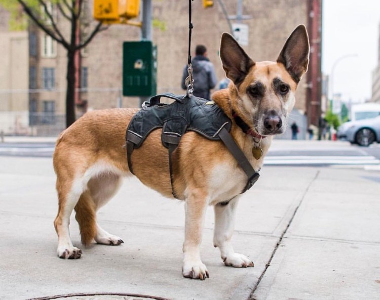 Корги и ротвейлер