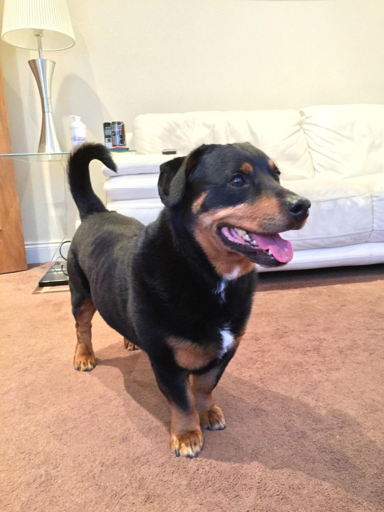 Смесь корги и добермана