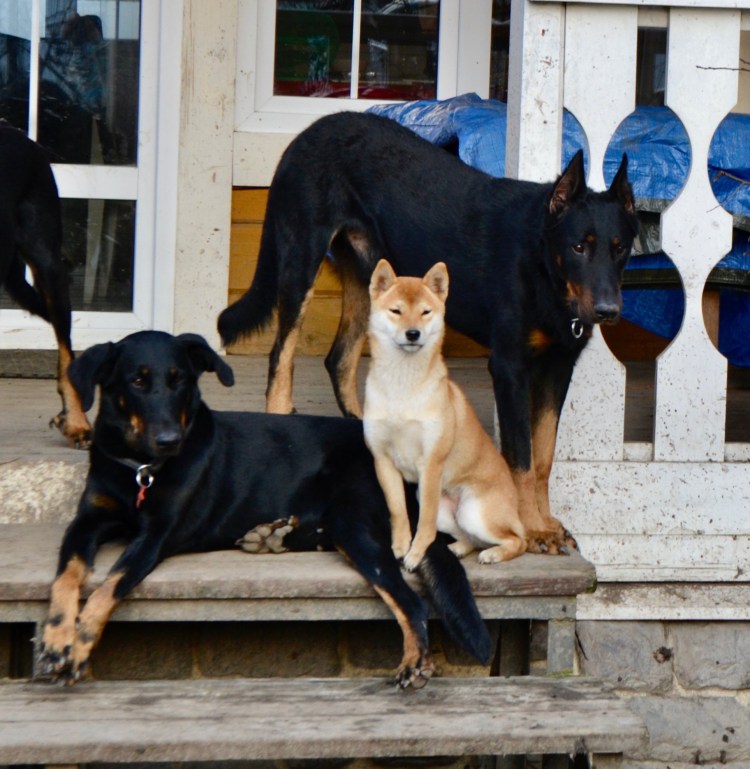 Мини овчарка помесь корги и овчарки