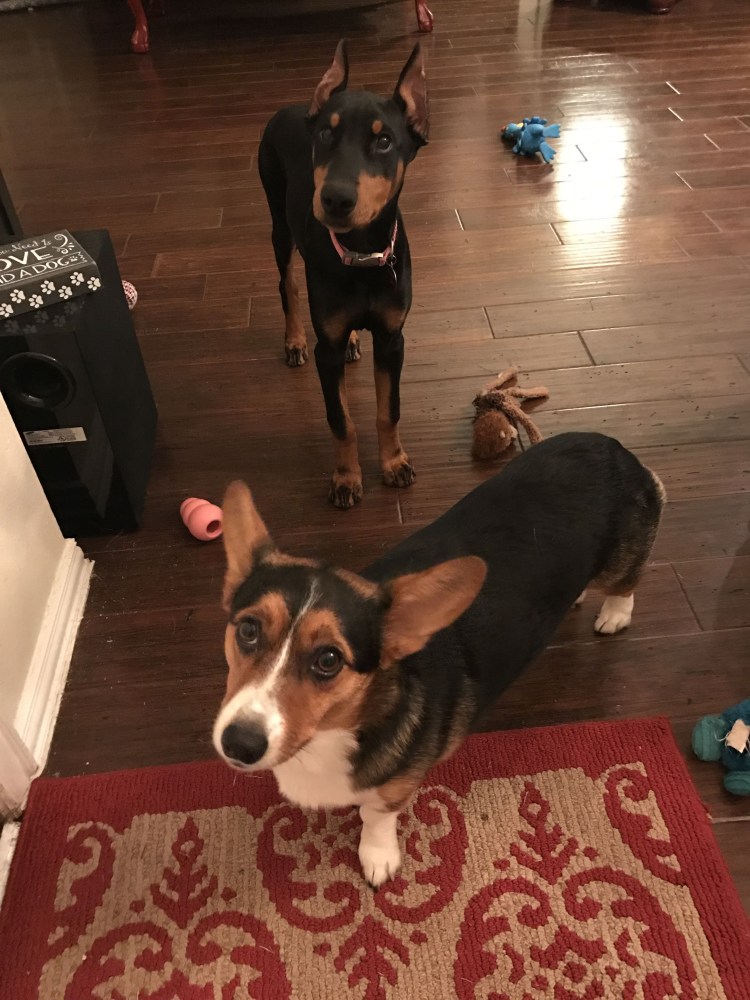 Помесь пинчера и добермана