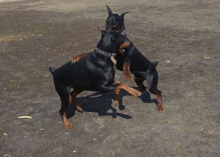 Доберман Король