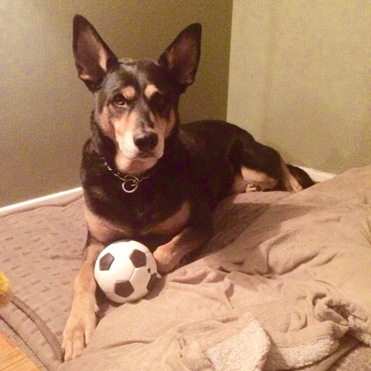 Метис корги и ротвейлера