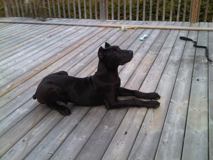 Донован пинчер