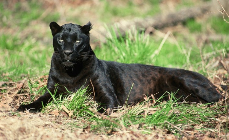 Пантера йагуар