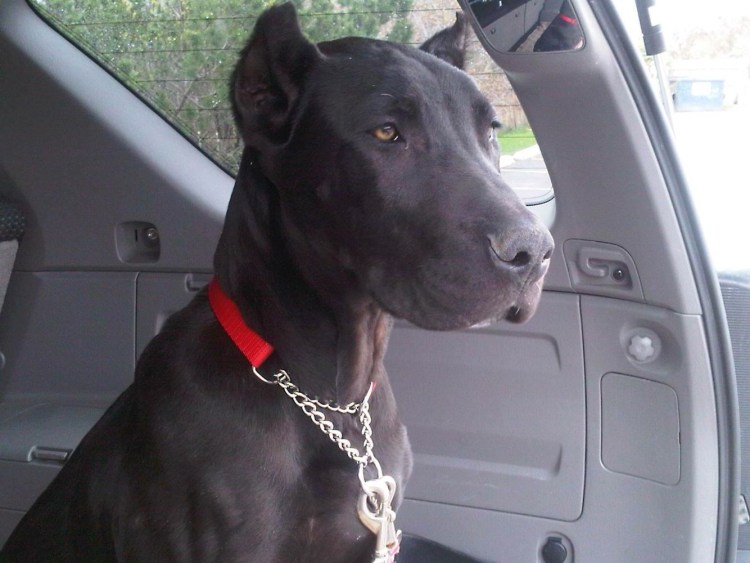 Канис пантер рыжий