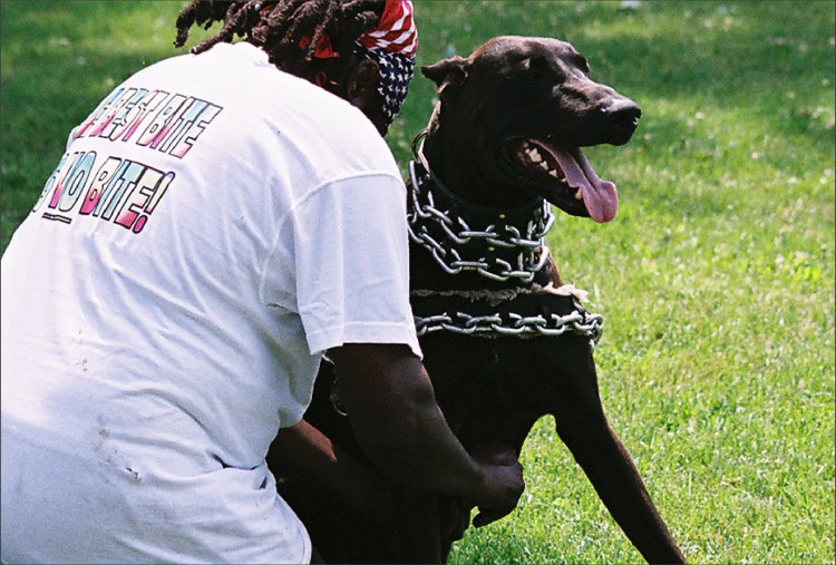 Кто быстрее черная пантера или лабрадор