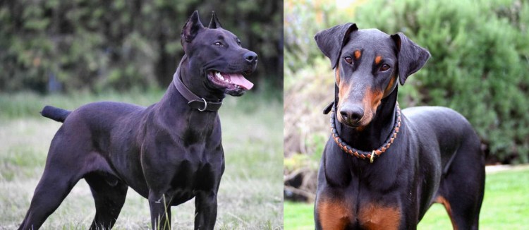 Канис пантер порода