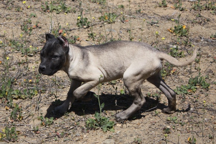 Доберман меланист