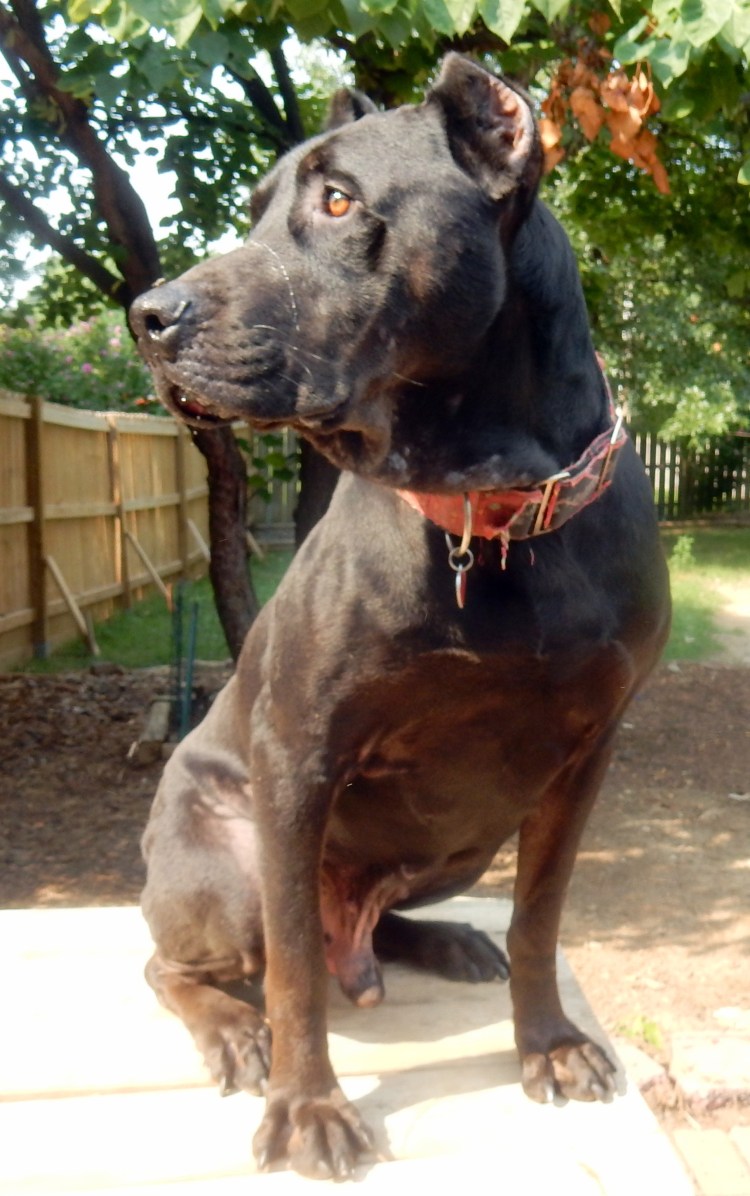 Канис пантер порода собак