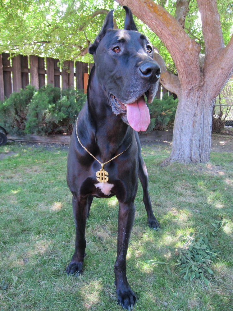 Корсо Канарио