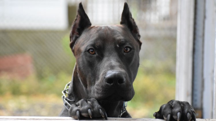 Канис порода