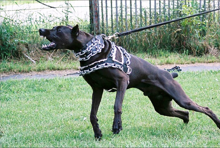 Канис пантер собака