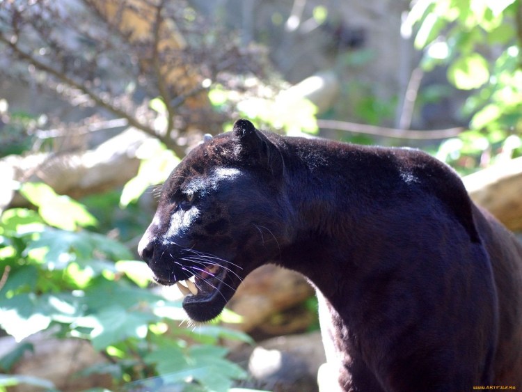 Пантера в лесу