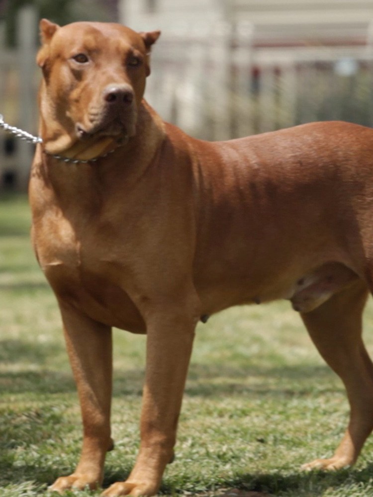 Кане Корсо и бультерьер