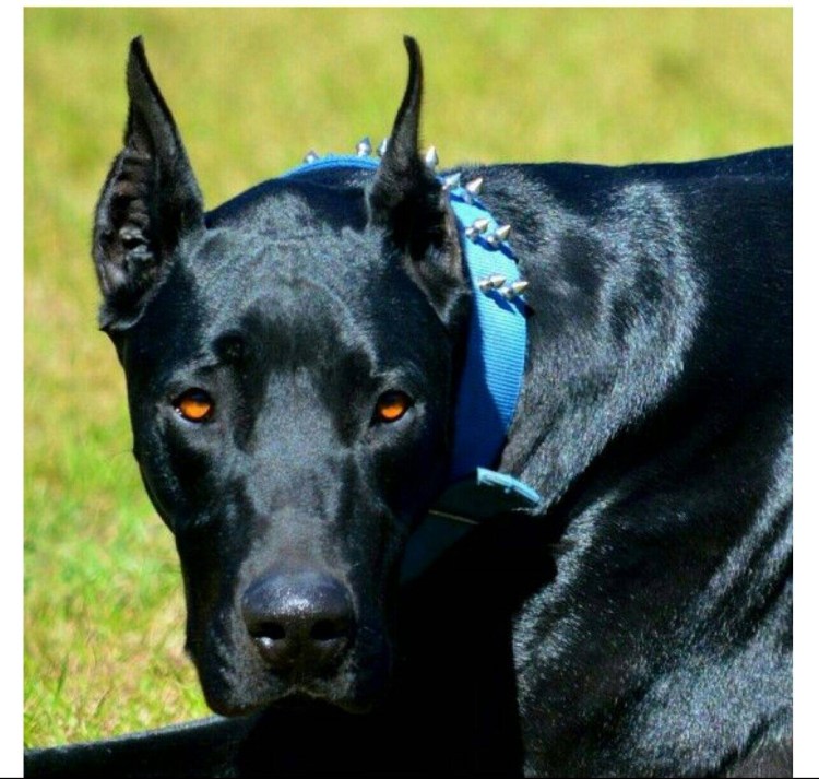 Доберман и питбуль смесь