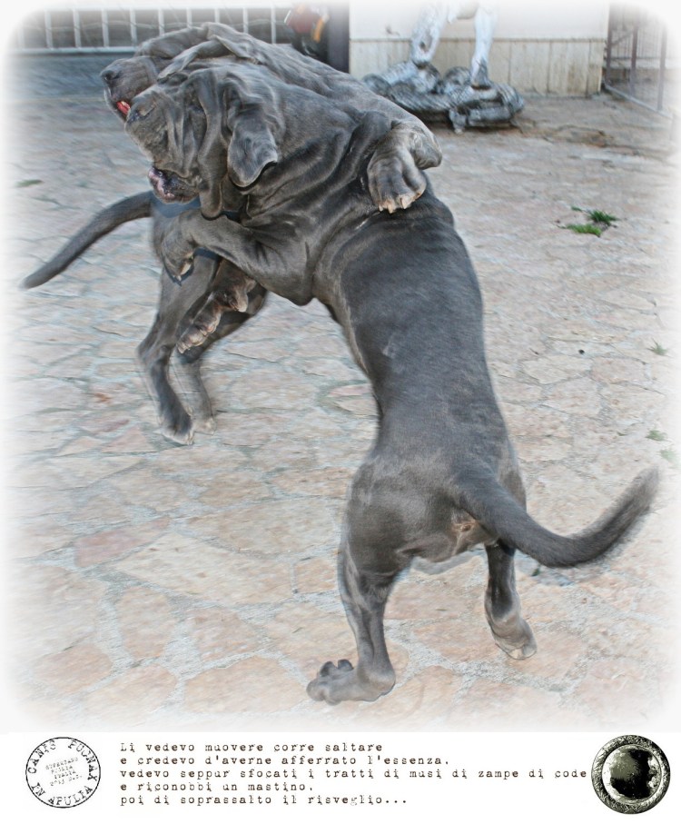 Бенгальская кошка меланистик черная пантера