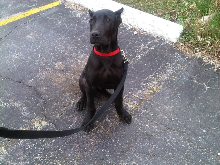 Кане Корсо и Доберман