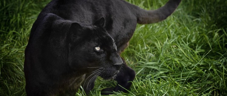 Пантера в норе