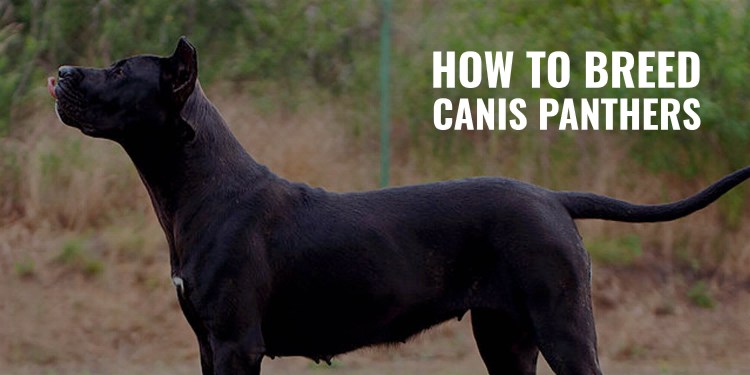 Американский стаффордширский терьер черный