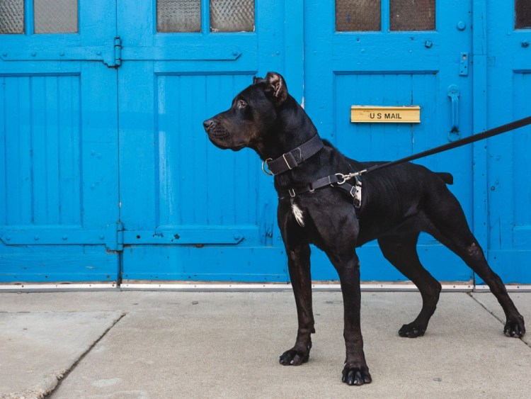 Канис пантер Донован пинчер